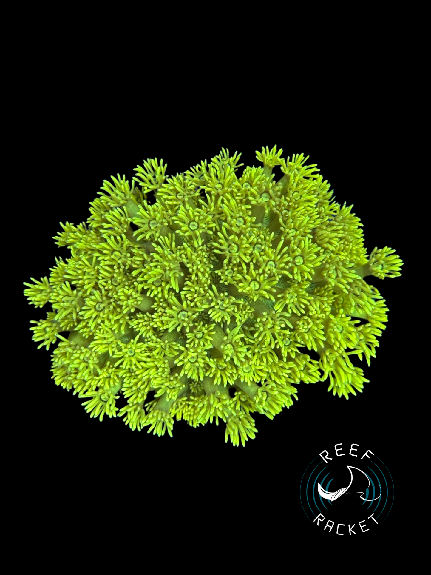 ULTRA Yellow Banana Goni Colony