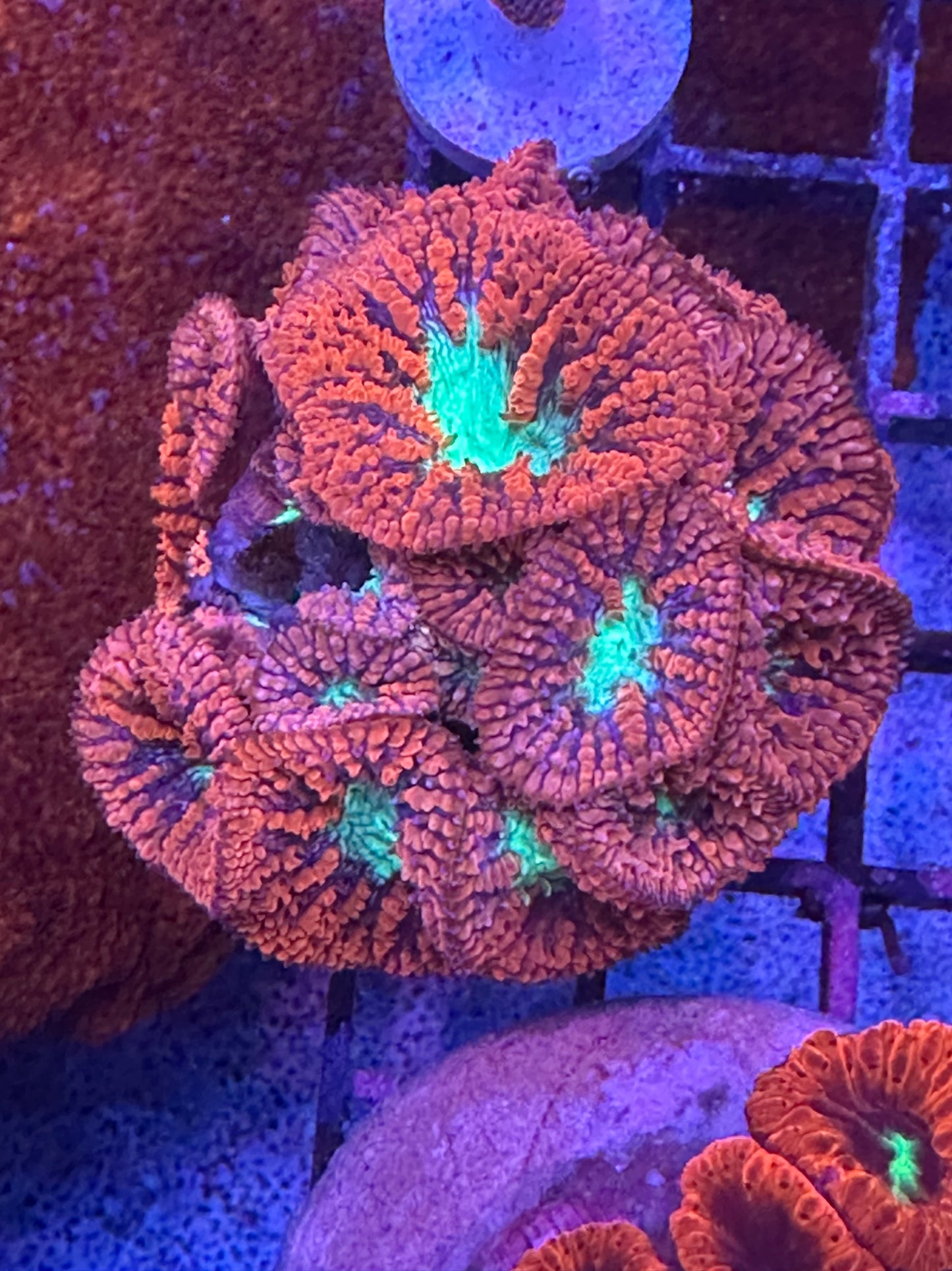 Red/Pink Blasto Colony