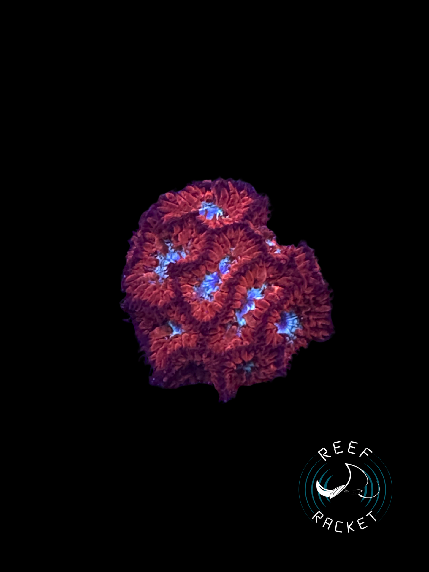 Red and Blue Blasto Merletti -1B
