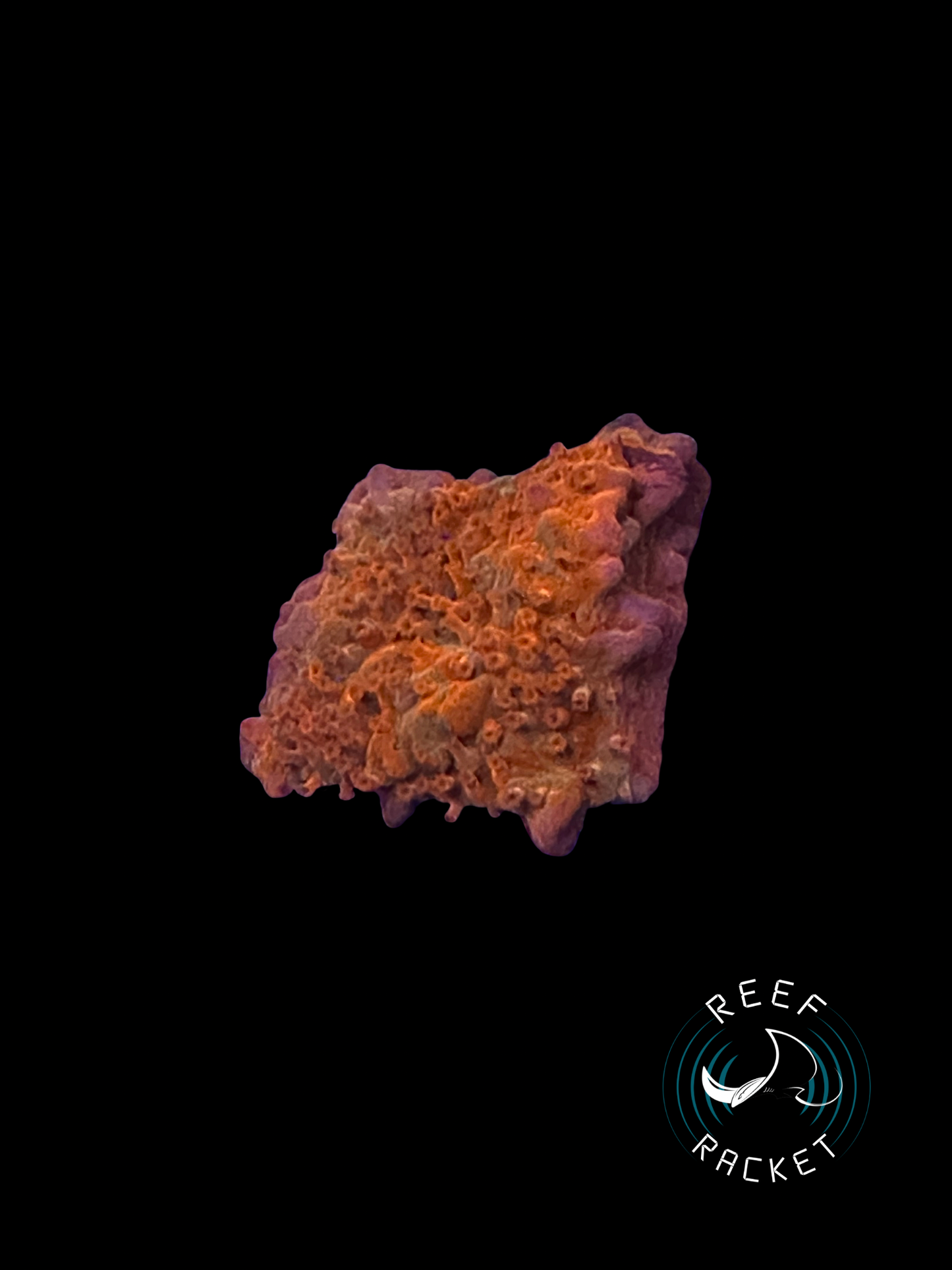 RRL Orange Sherbet Montipora Setosa- 1D