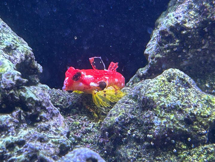 Magnetic Mandarin Dragonet Fish Feeder Kit by Reef Racket LLC