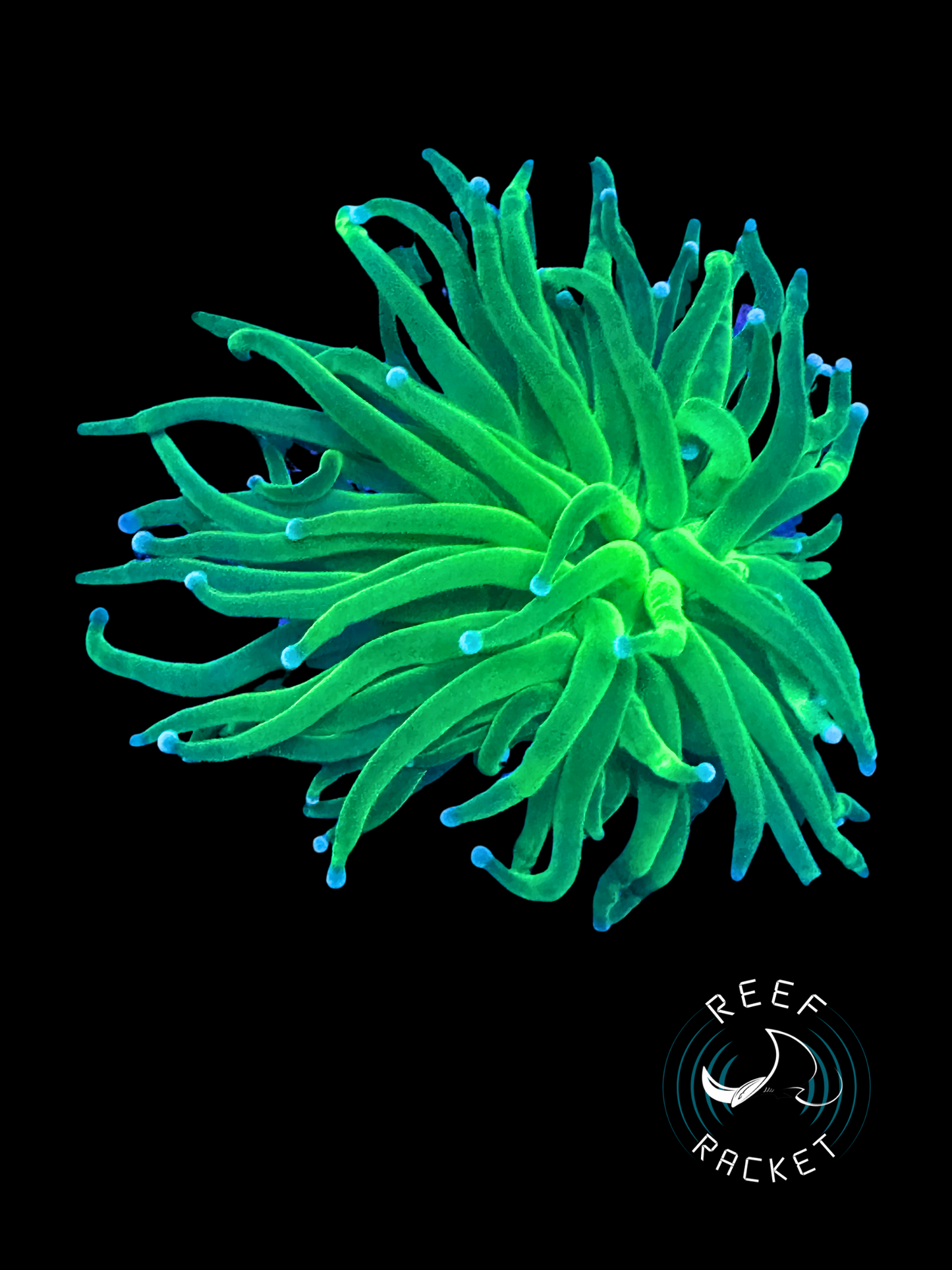 Lemmon Lime Torch - 1B