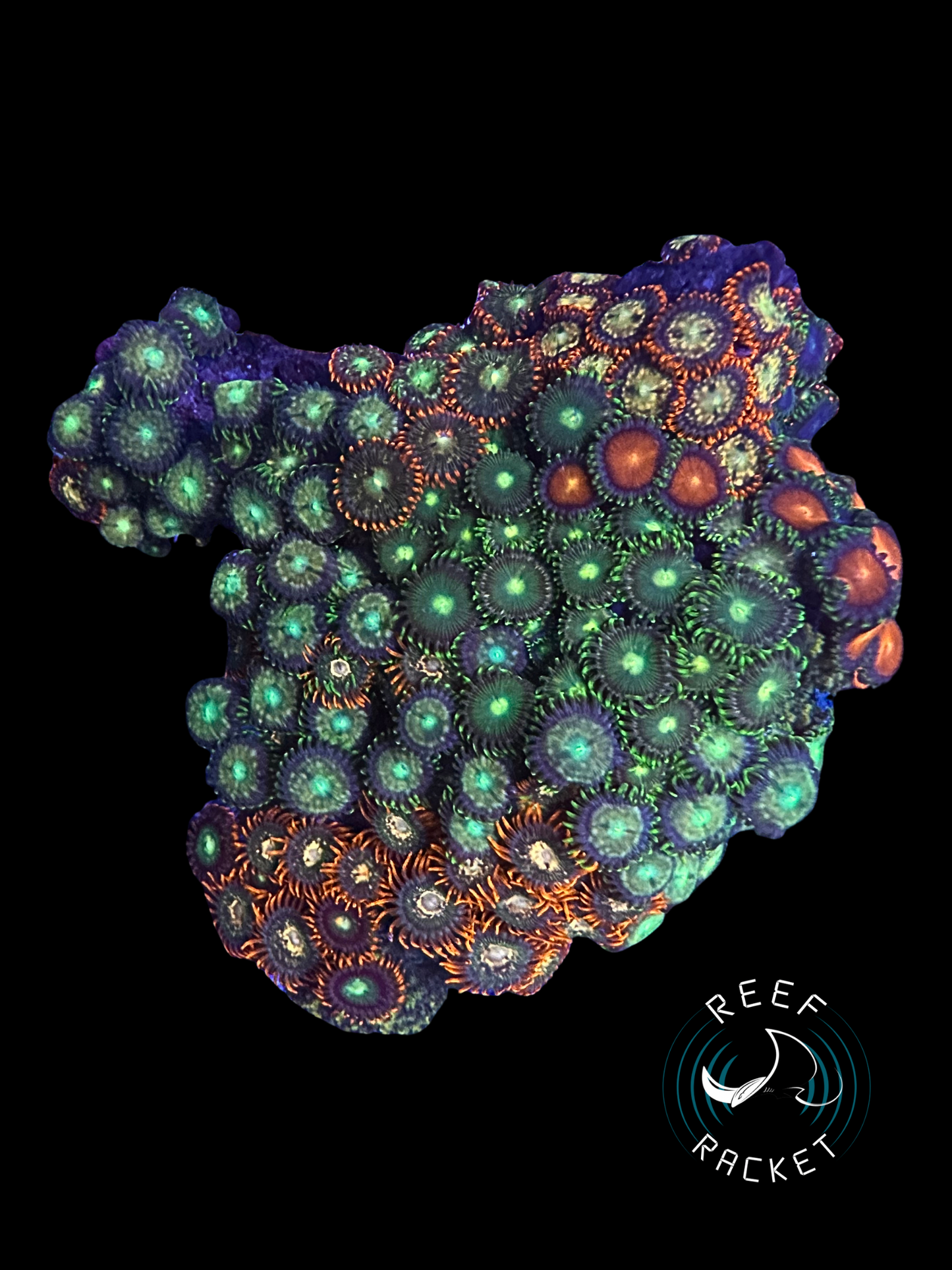 Assorted Zoa Rock Colony