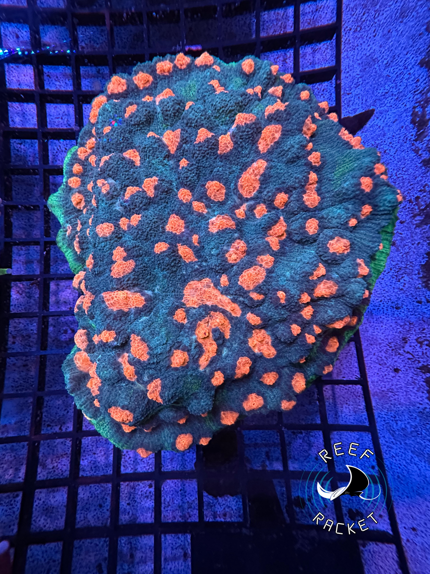 Earth Invader Chalice XXL