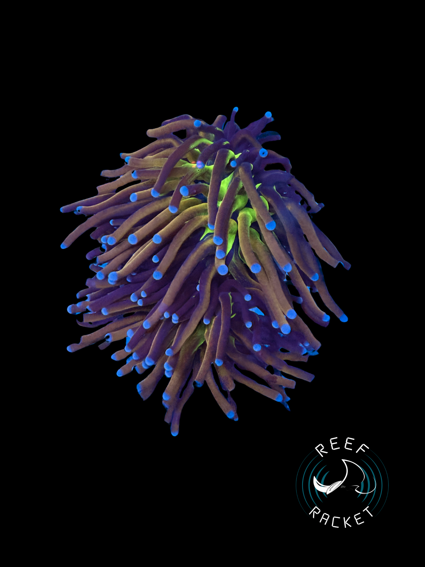 ULTRA Mardi Gras Gold Torch Coral (Sing Polyp) 1D