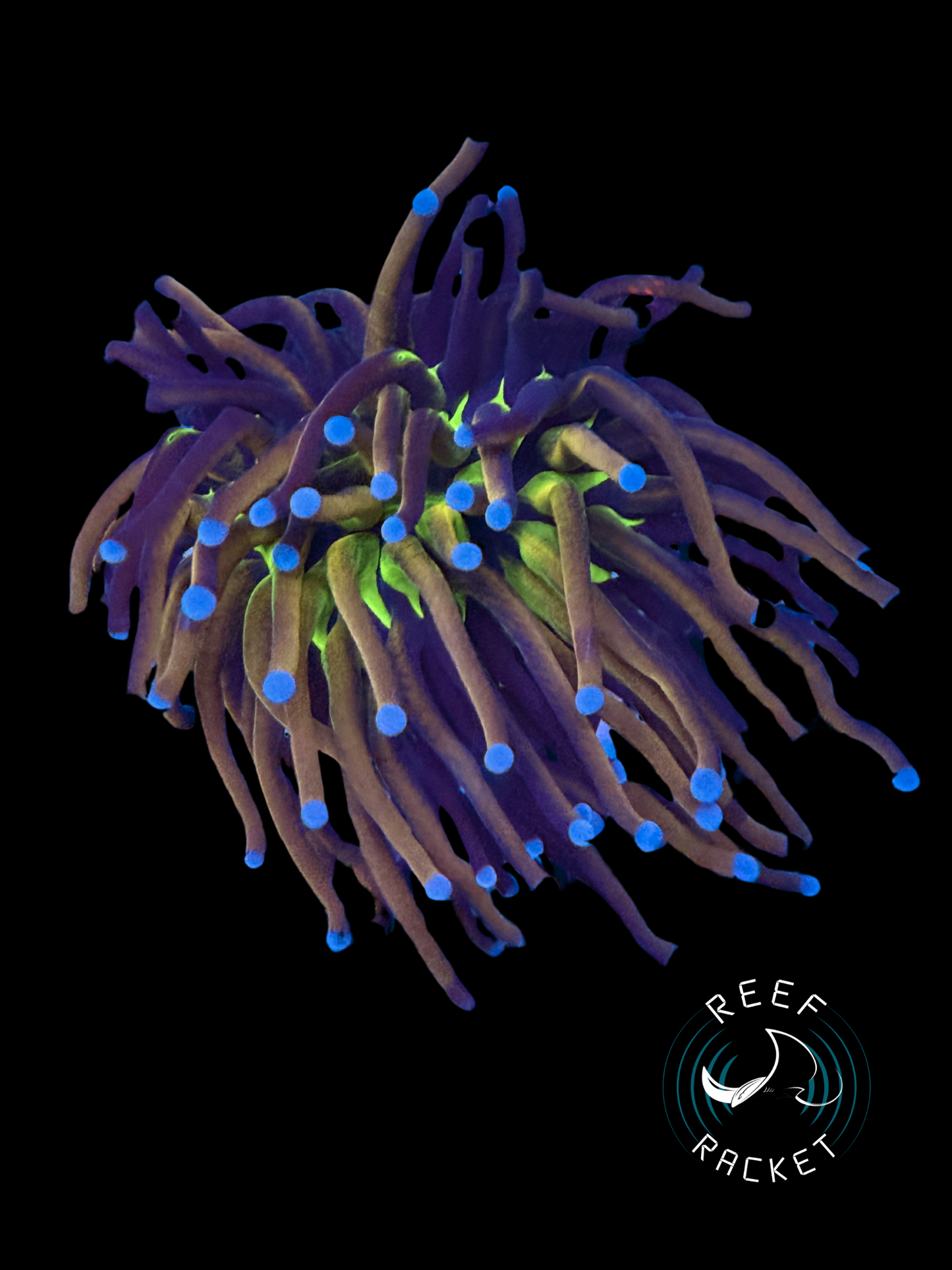 ULTRA Mardi Gras Gold Torch Coral (Sing Polyp) 1C by Reef Racket LLC