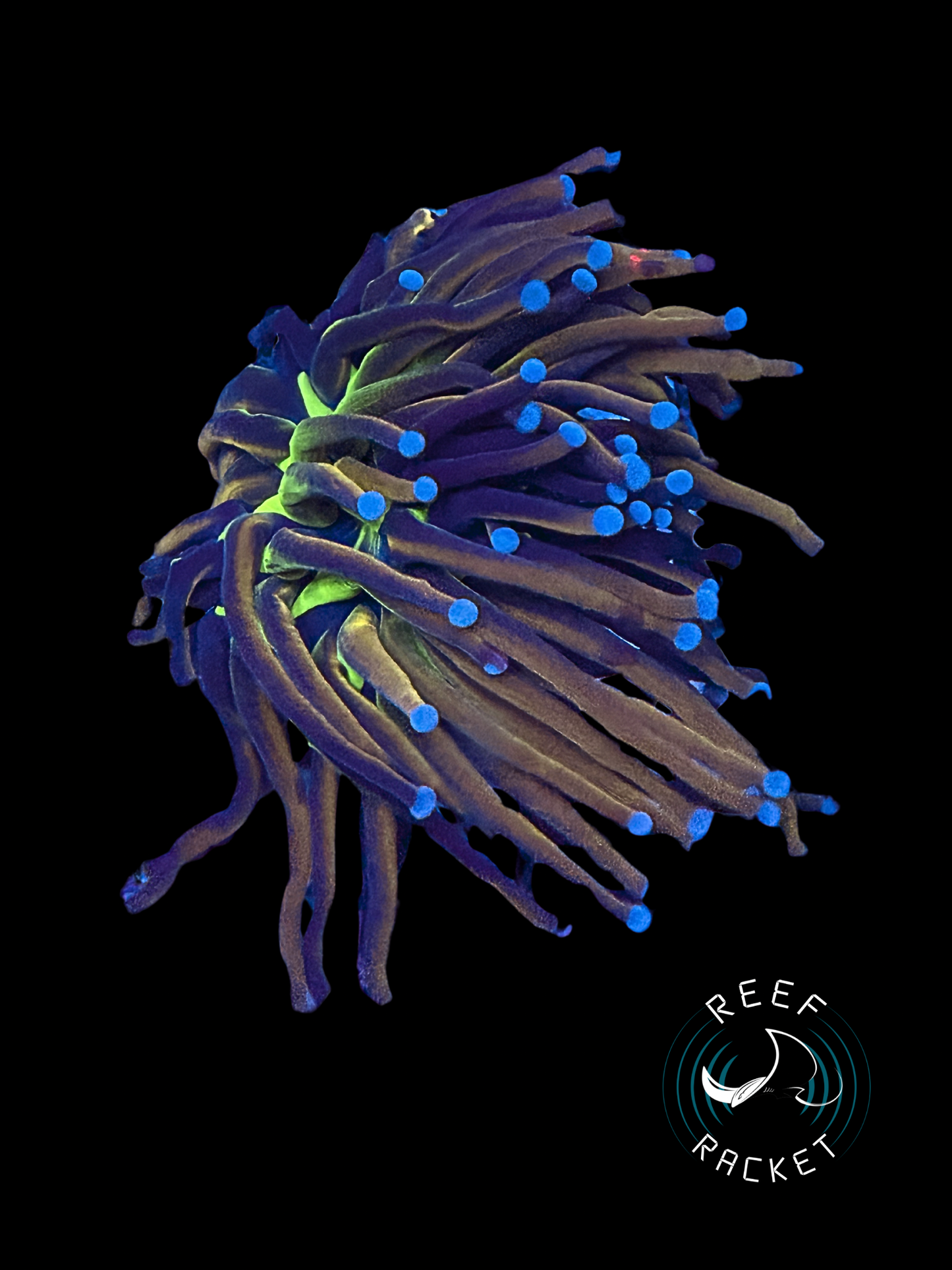 ULTRA Mardi Gras Gold Torch Coral (Sing Polyp) 1B