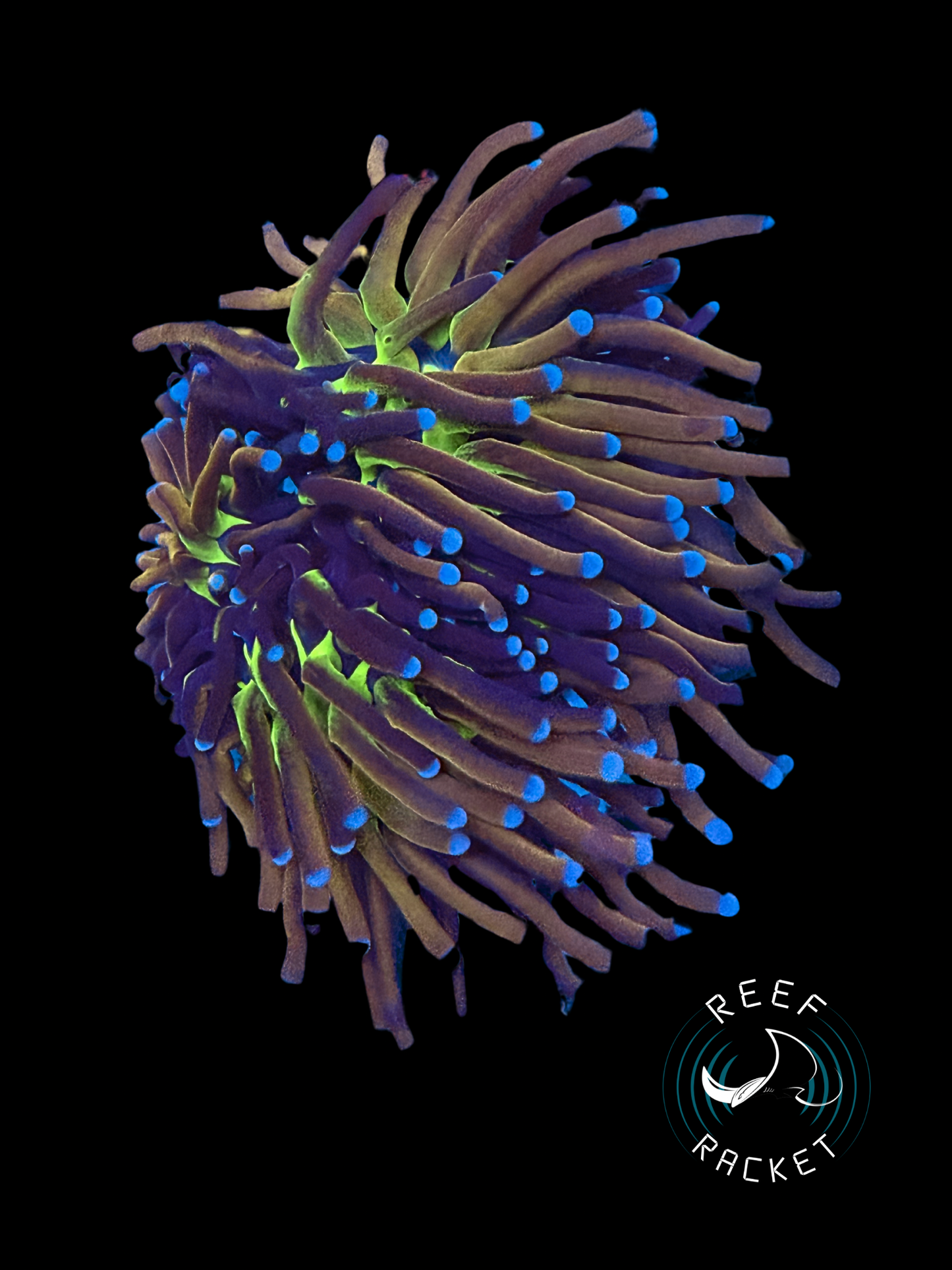 ULTRA Mardi Gras Gold Torch Coral (Double Polyp) 1A