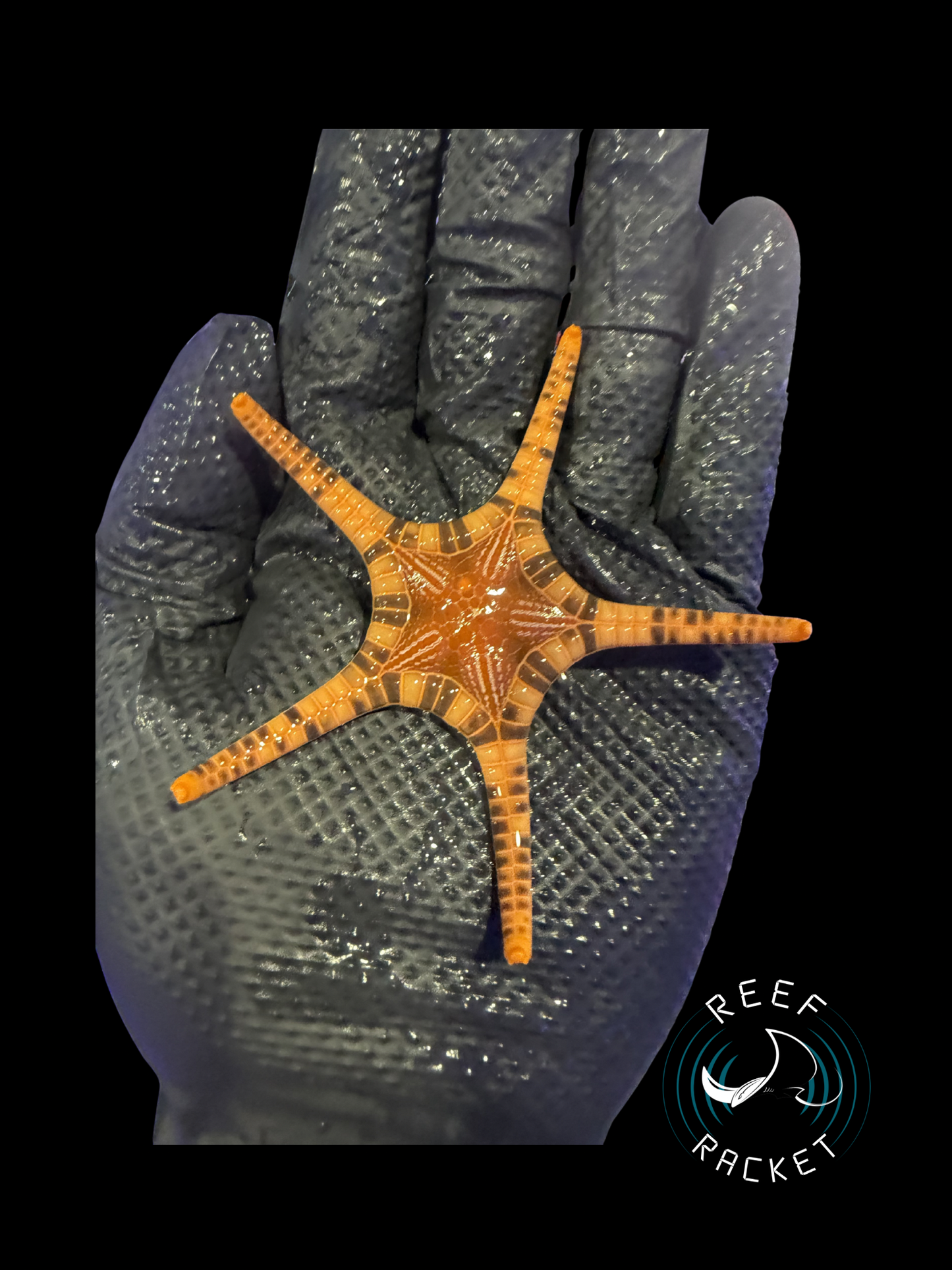 Iconaster Starfish *SPECIAL* Saltwater Starfish by Reef Racket LLC