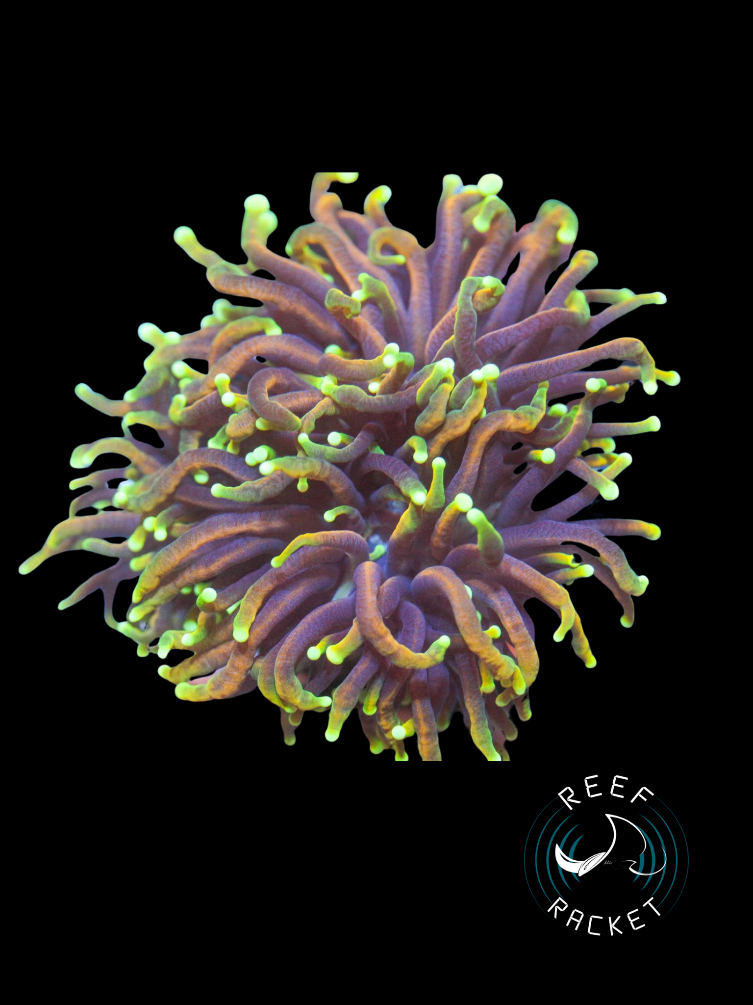 Gold Jester Torch | Torch Coral | Reef Racket – ReefRacketLLC