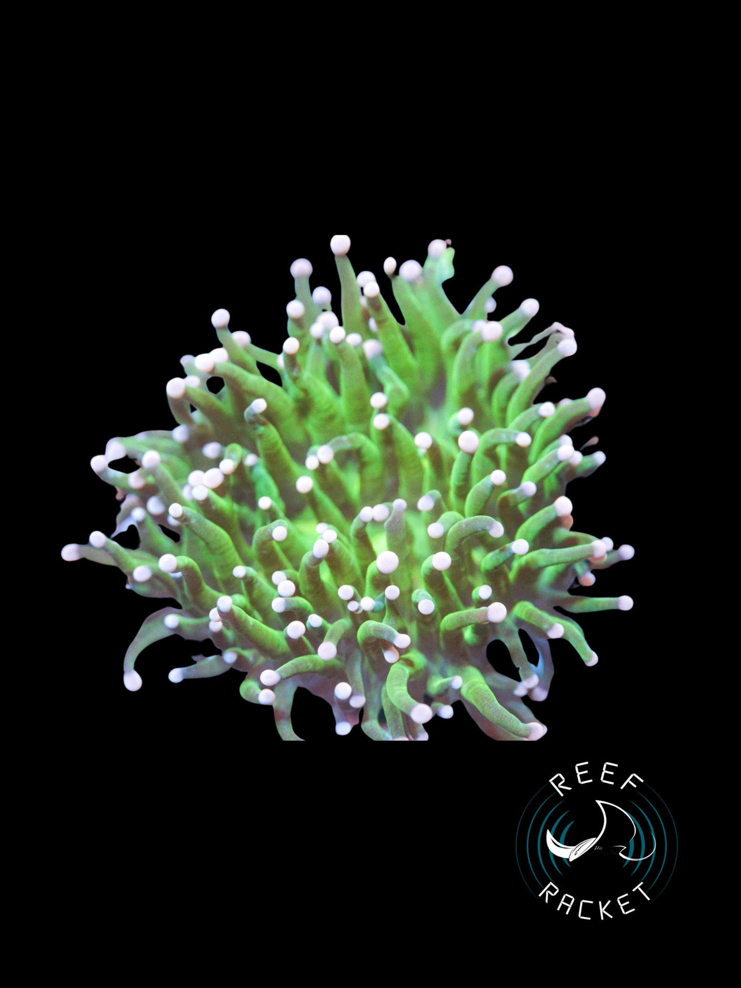 Cotton Candy Torch Torch Coral by Reef Racket LLC