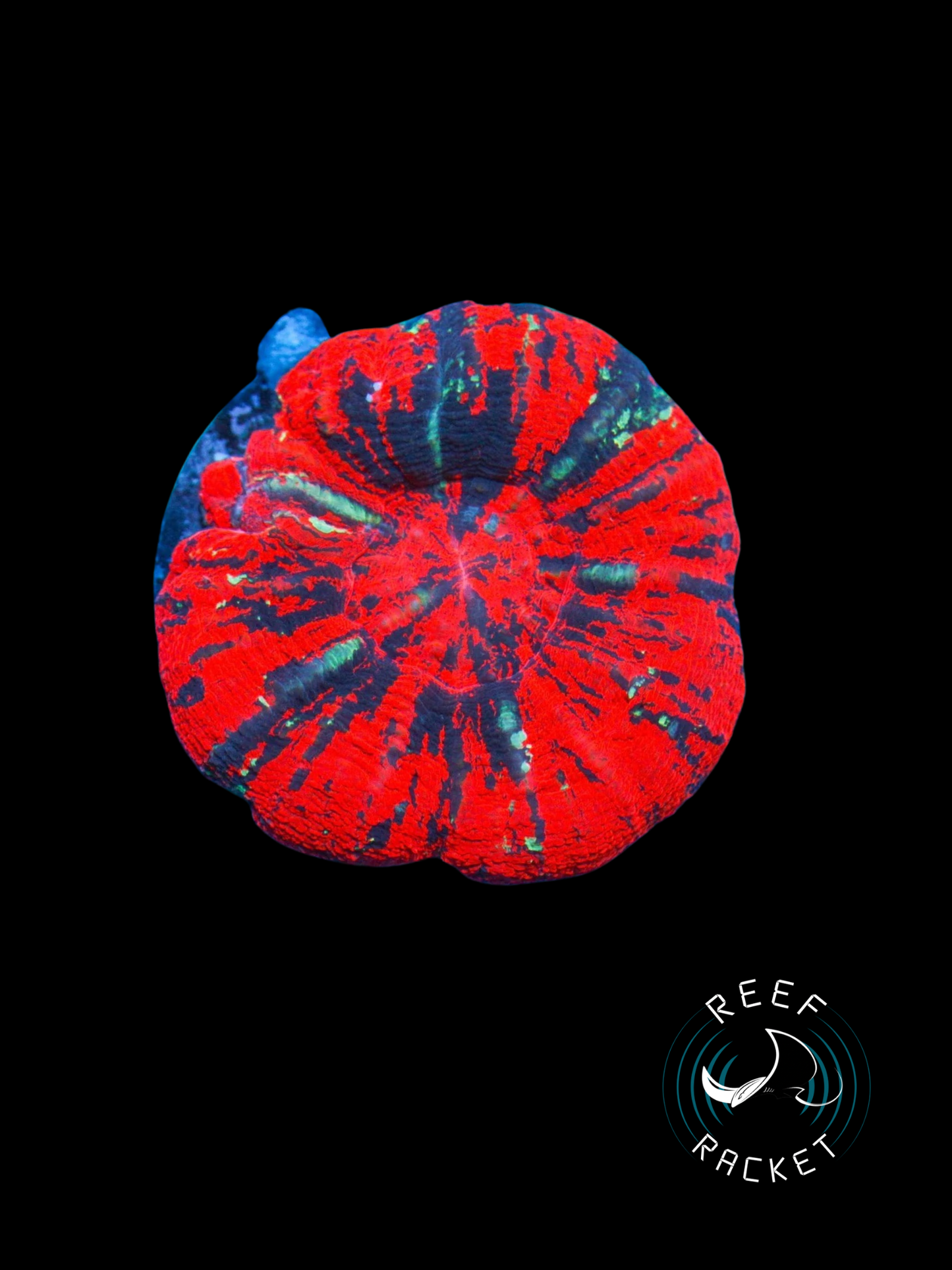 ULTRA Red War Paint Scoly