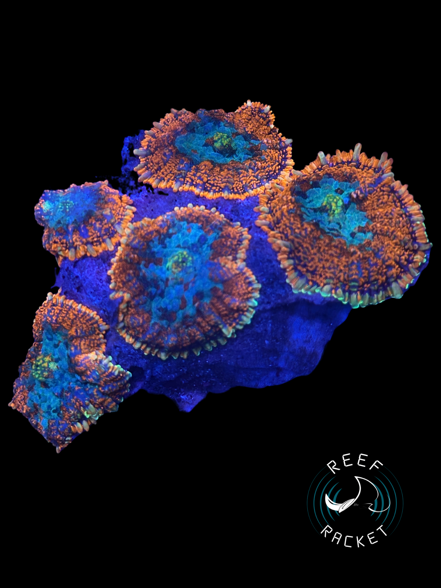 Coral For Beginners