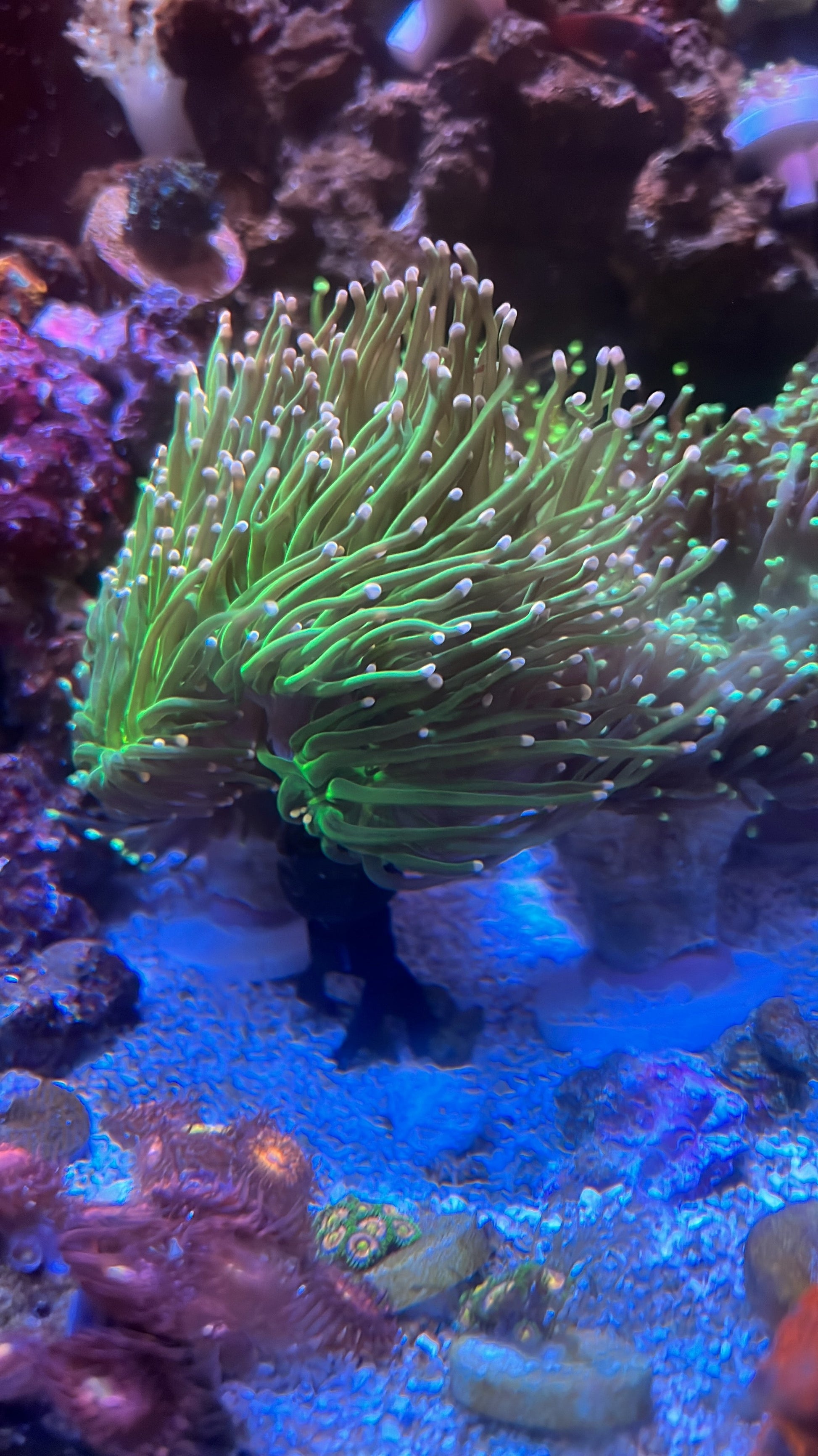 Coral Frag Plug Sand Stands - Set of 5 WYSIWYG Coral by Reef Racket LLC