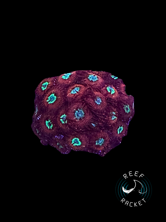 RRL Vampire Eye Zoas - 1A