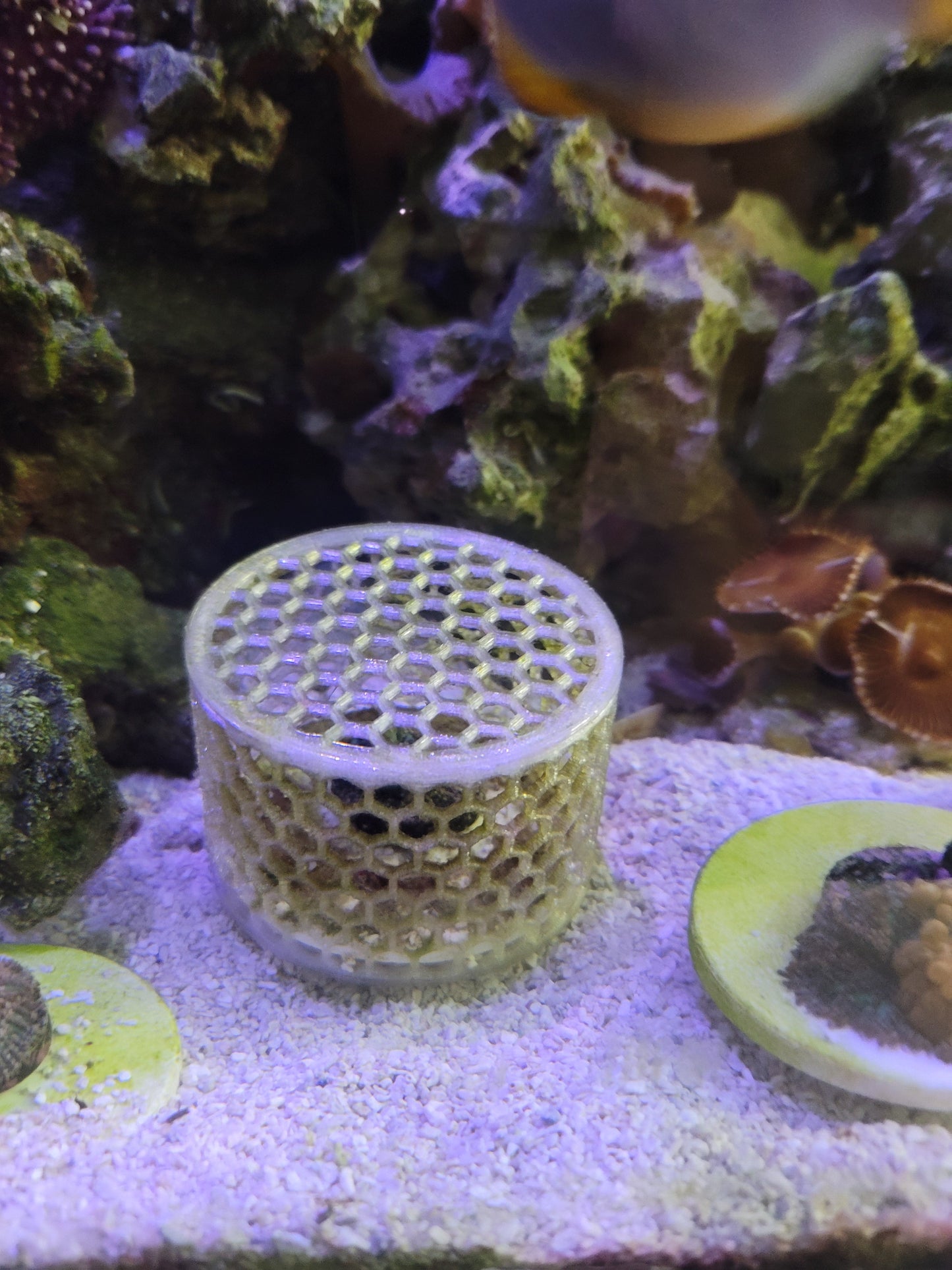 Mushroom Cage Mushroom Coral by Reef Racket LLC