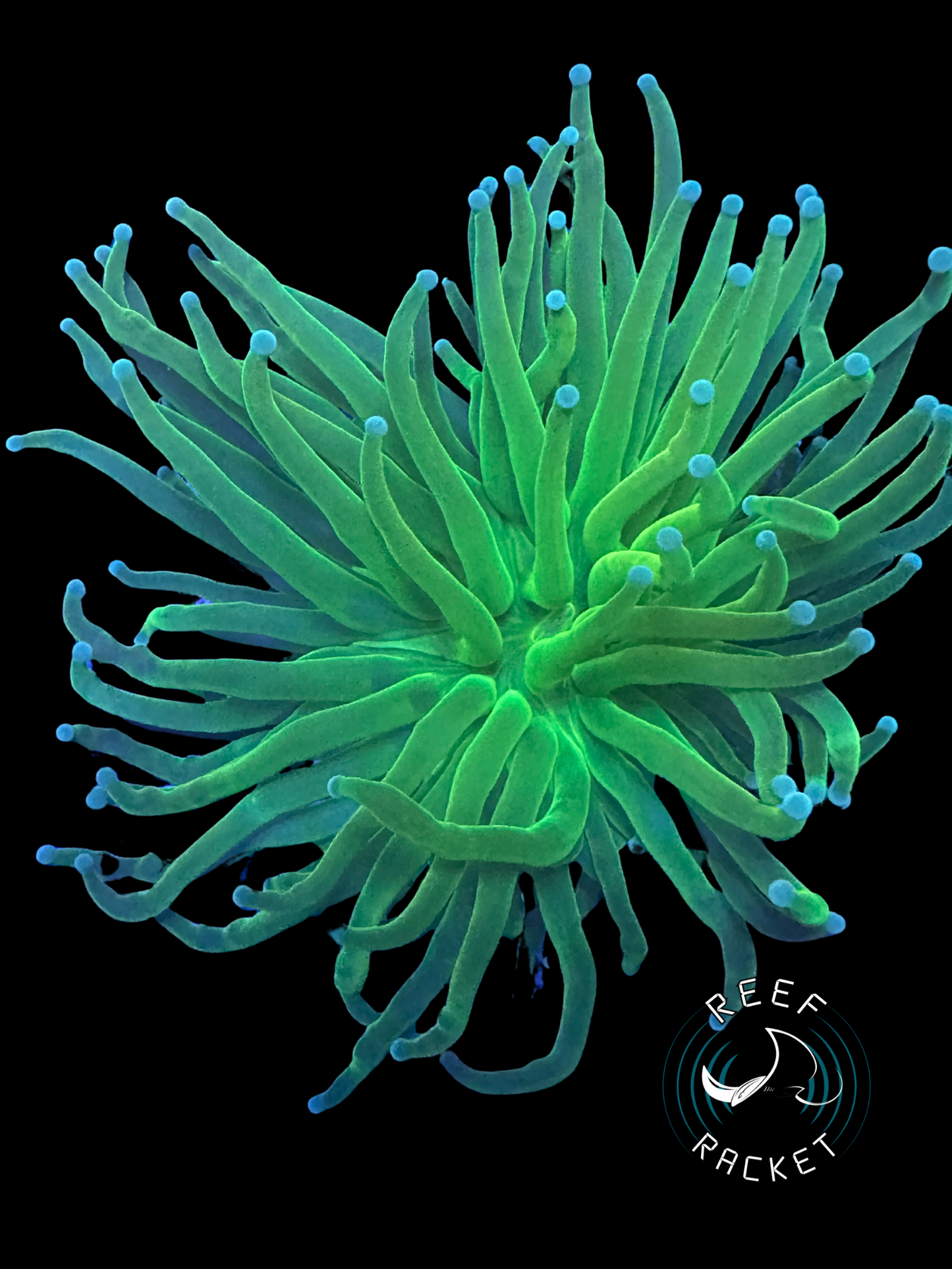 Lemmon Lime Torch - 1A
