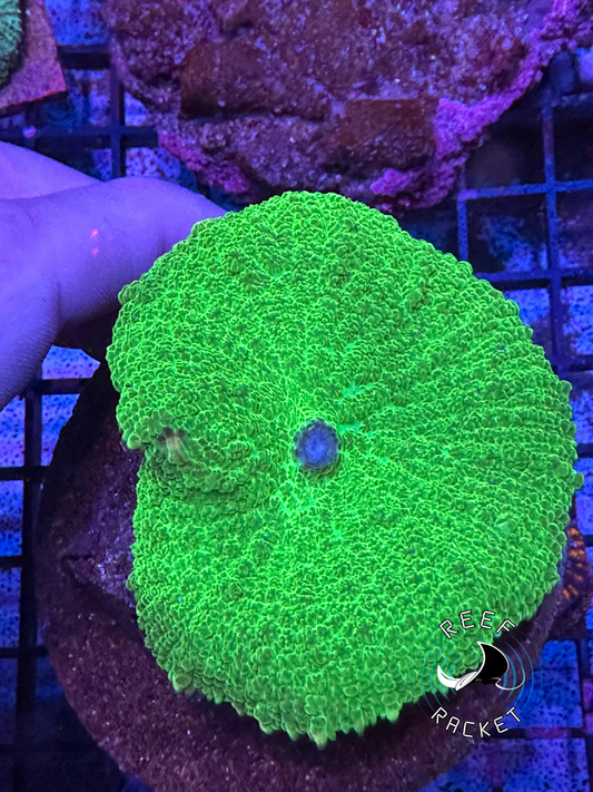 Toxic Green Mushroom