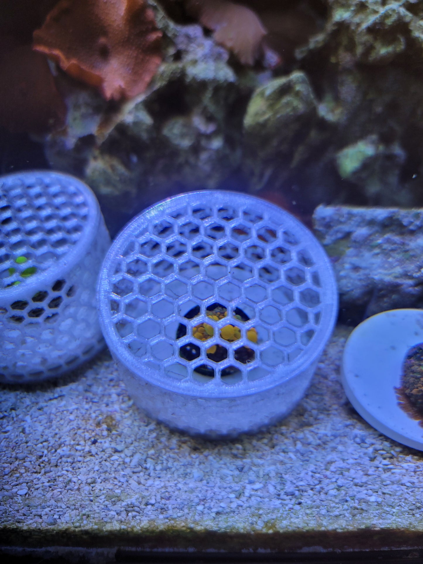 Mushroom Cage Mushroom Coral by Reef Racket LLC
