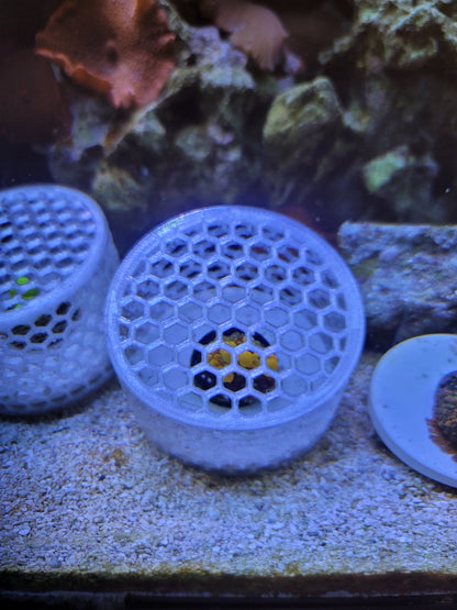 Mushroom Cage Mushroom Coral by Reef Racket LLC