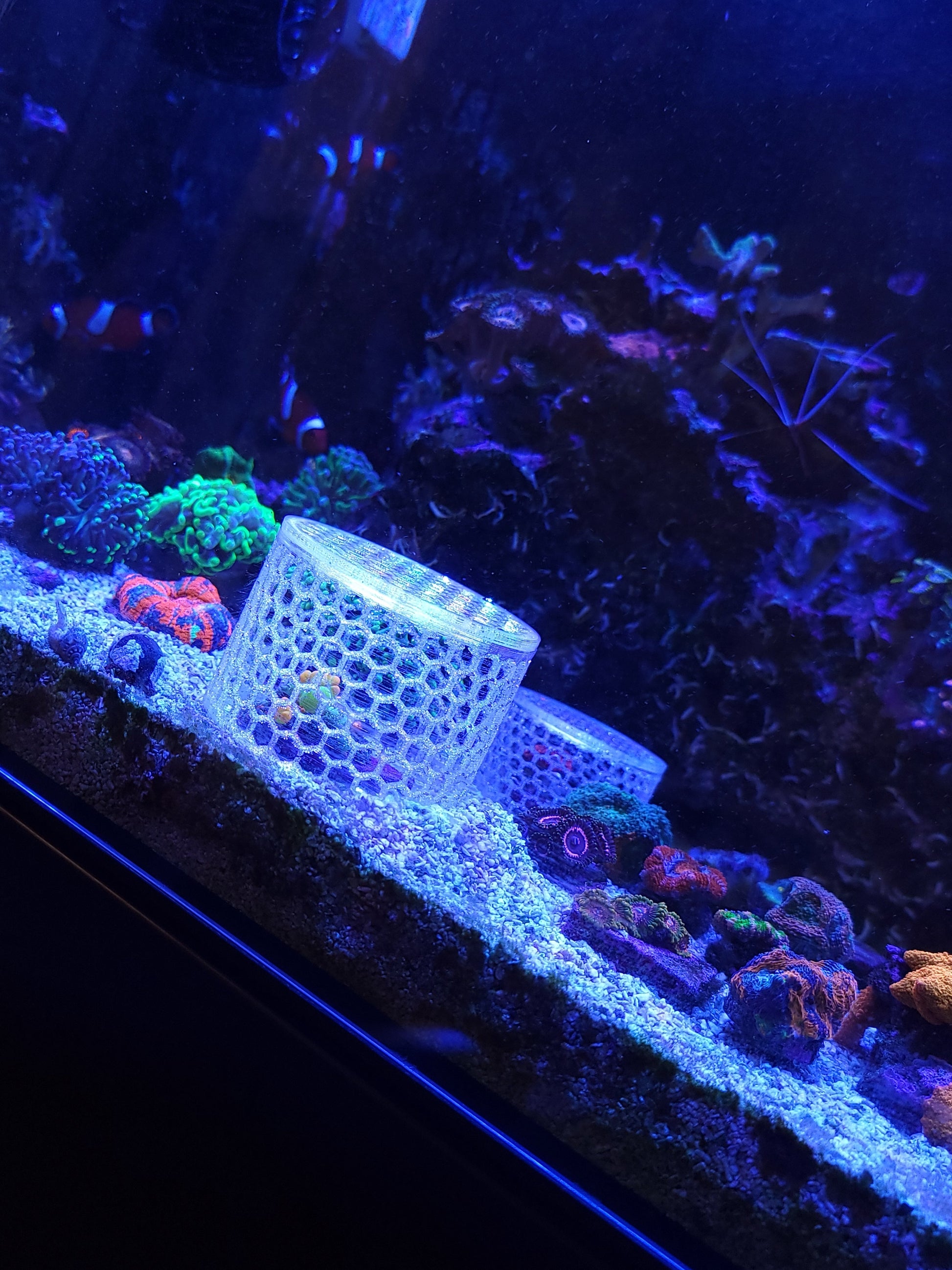 Mushroom Cage Mushroom Coral by Reef Racket LLC