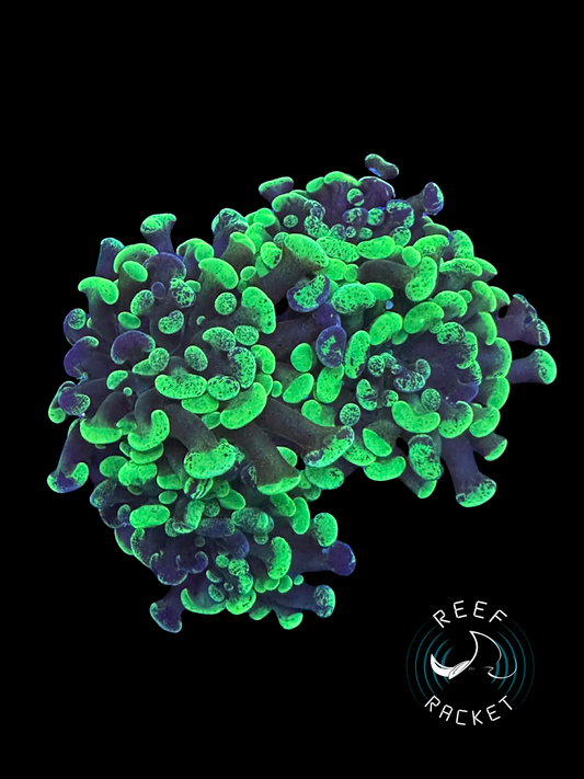 Aussie Purple and Green Splatter Hammer