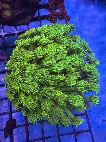 ULTRA Yellow Banana Goni Colony