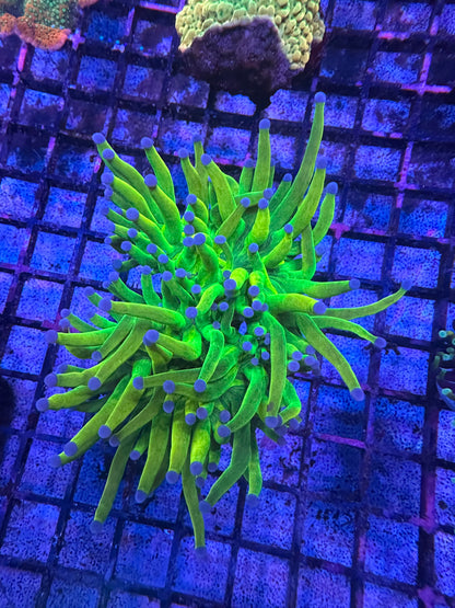 Holy Grail Torch Double