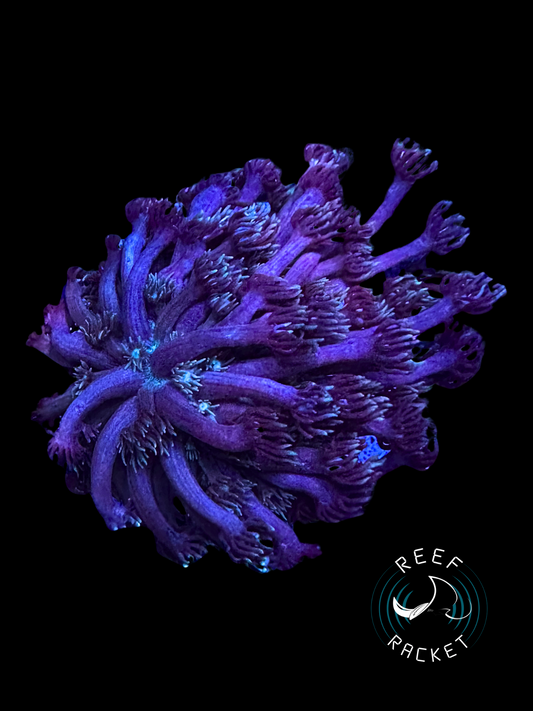 Blue/Green Long Polyp Goni