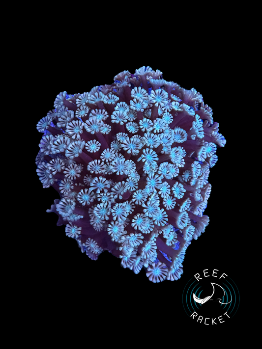 White and Blue Alveopora