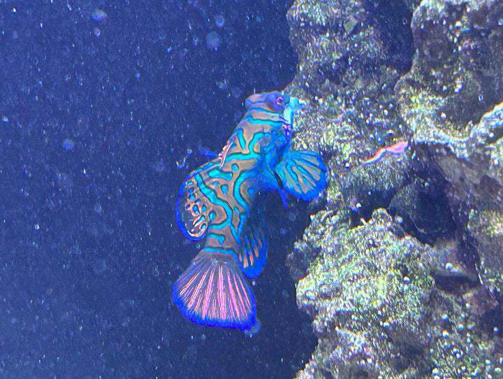 Magnetic Mandarin Dragonet Fish Feeder Kit by Reef Racket LLC