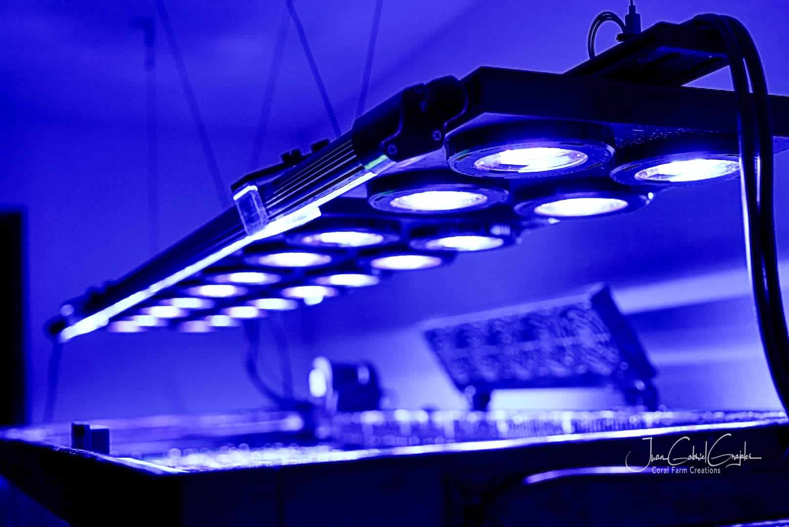 X4 Beast Mode SPS Lighting Bundle All Sizes SPS Coral by Reef Racket LLC