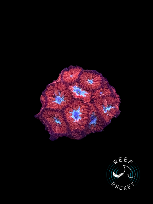 Red and Blue Blasto Merletti -1A
