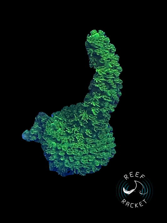 Bali Green Slimer -1C