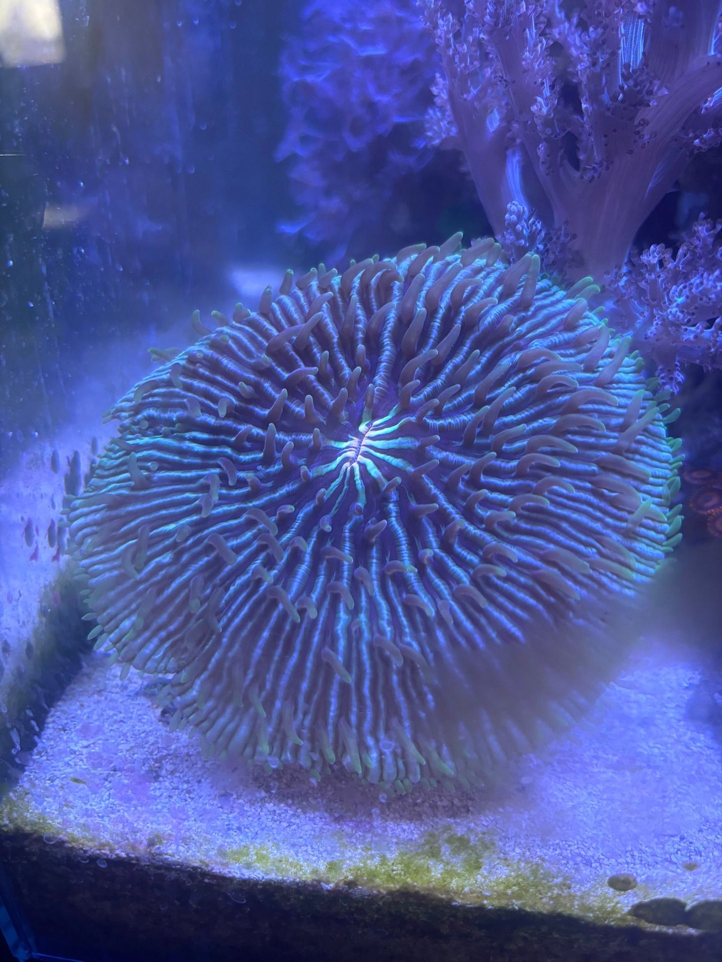Scoly Stands for Scolymia Corals WYSIWYG Coral by Reef Racket LLC