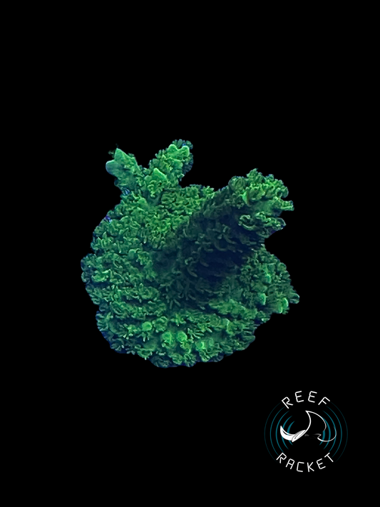 Bali Green Slimer -1B