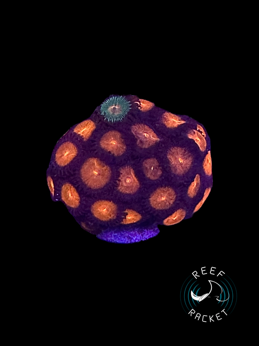 Peach Passion Zoa's