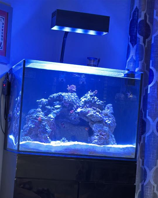 AquaIllumination Hydra 64 HD LED Reef Light Shade by Reef Racket LLC