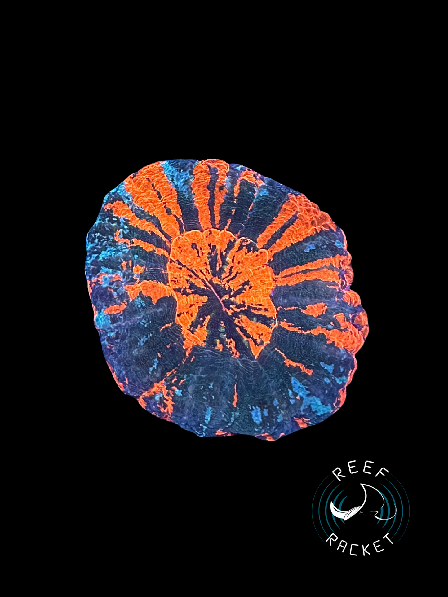 ULTRA War Paint Scoly