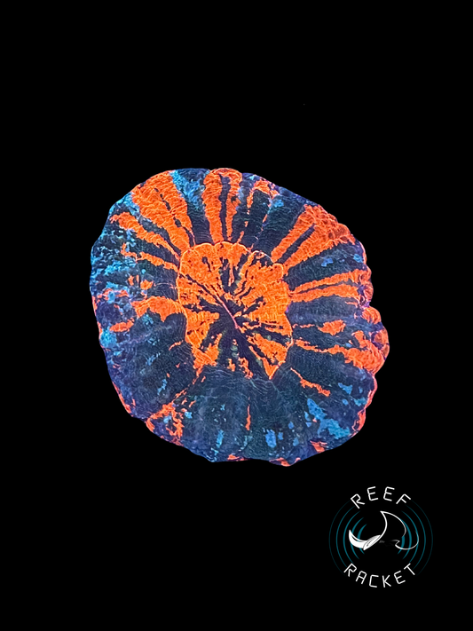 ULTRA War Paint Scoly