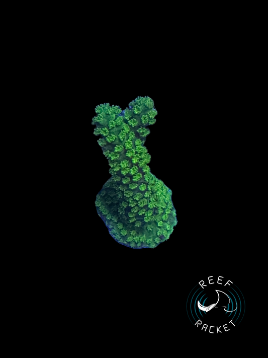 Bali Green Slimer -1A