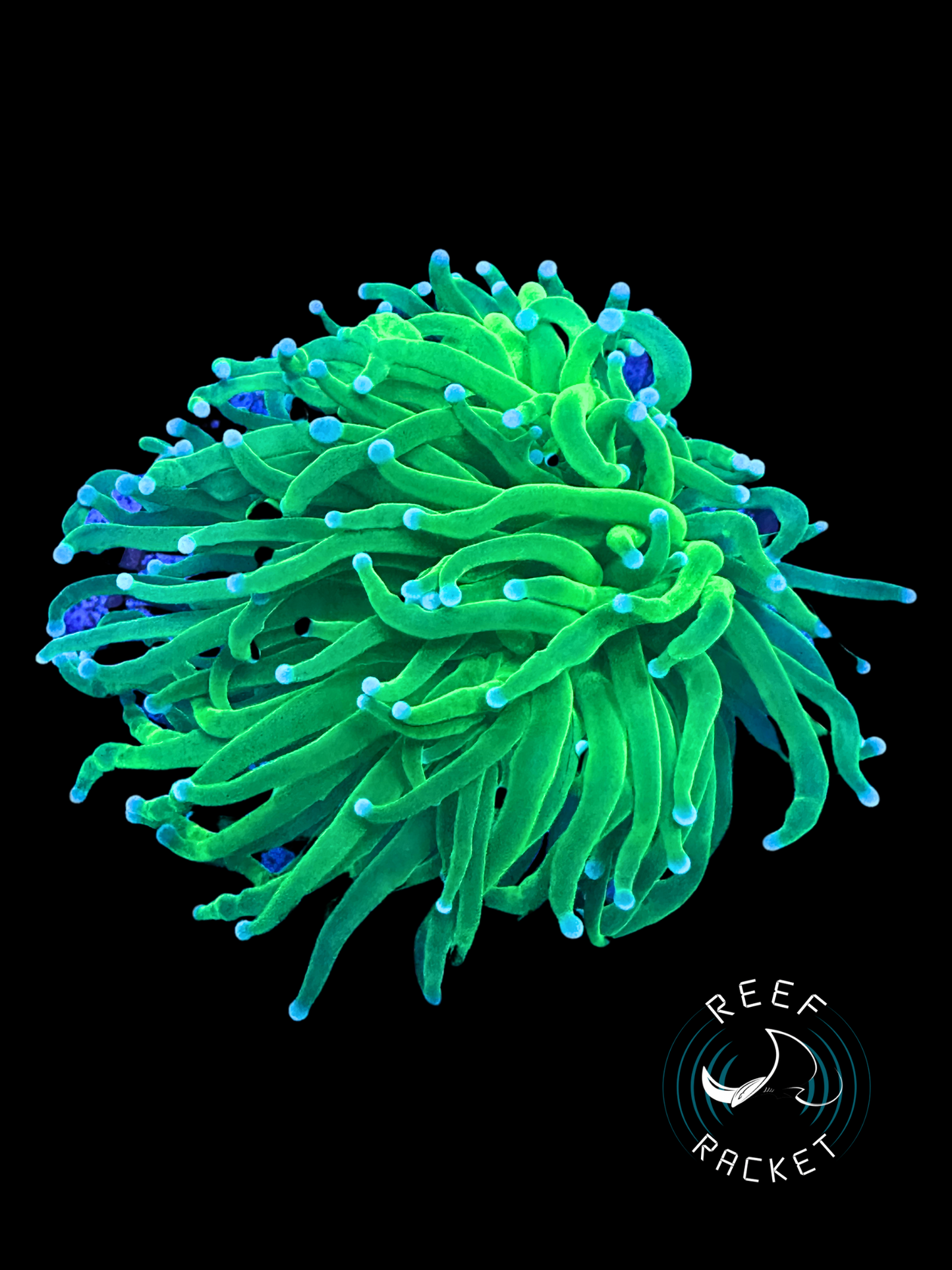 Lemmon Lime Torch - 1C