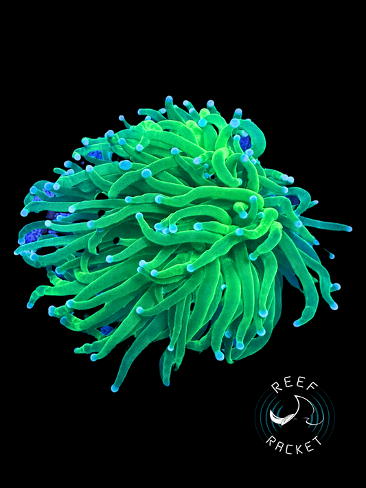 Lemmon Lime Torch - 1C