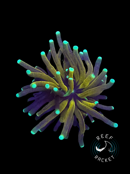 🎟️Nov Raffle Tickets