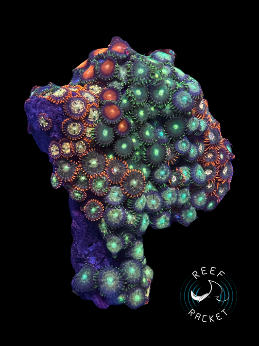 Assorted Zoa Rock Colony