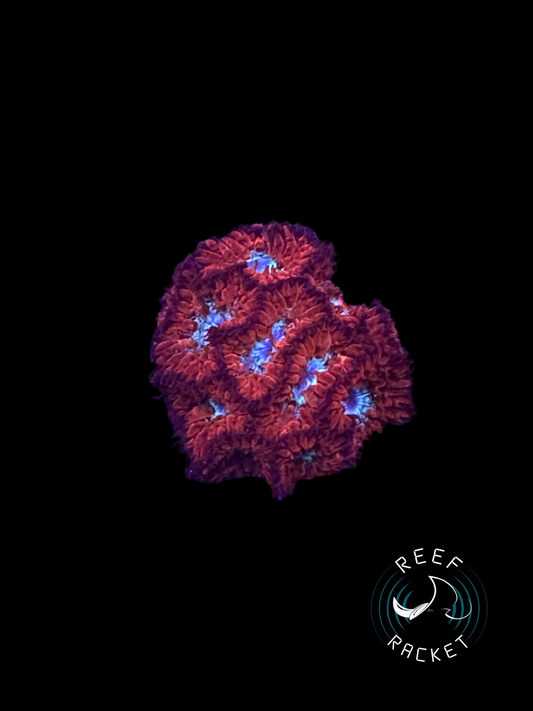 Red and Blue Blasto Merletti -1B