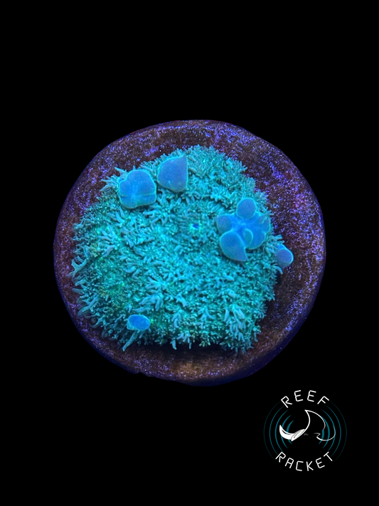 Ghostly Green Bounce Mushroom