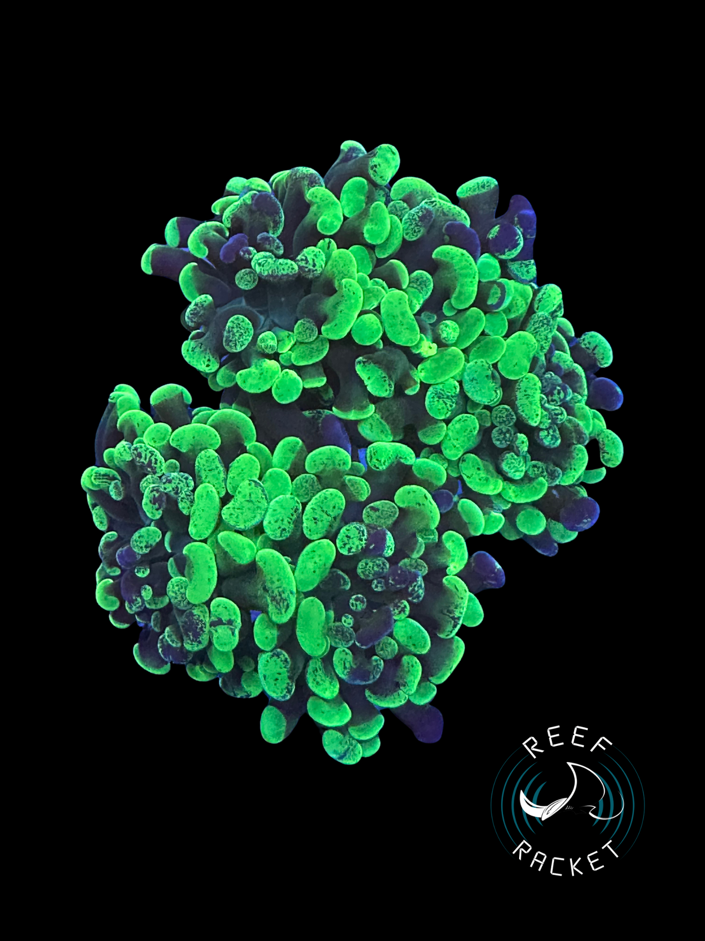 Aussie Purple and Green Splatter Hammer