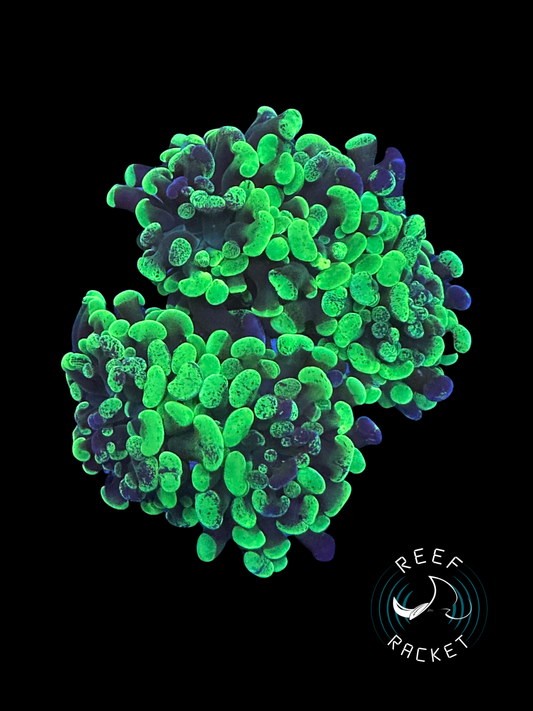 Aussie Purple and Green Splatter Hammer