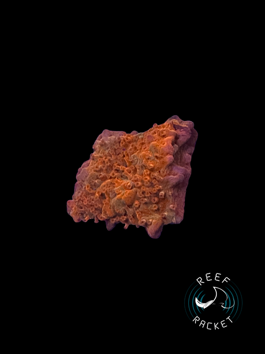RRL Orange Sherbet Montipora Setosa- 1D